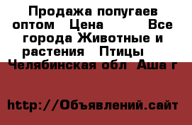 Продажа попугаев оптом › Цена ­ 500 - Все города Животные и растения » Птицы   . Челябинская обл.,Аша г.